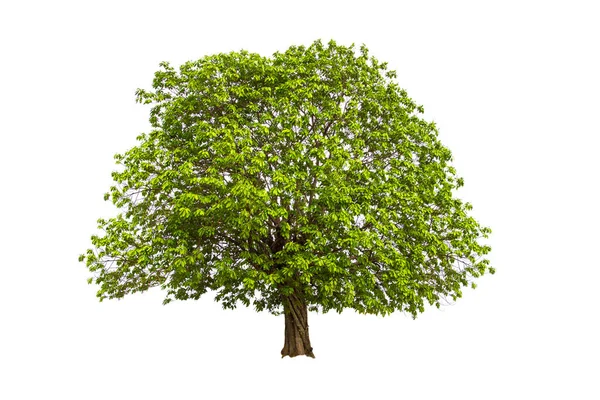 Πράσινο Δέντρο Απομονωμένο Λευκό Φόντο — Φωτογραφία Αρχείου