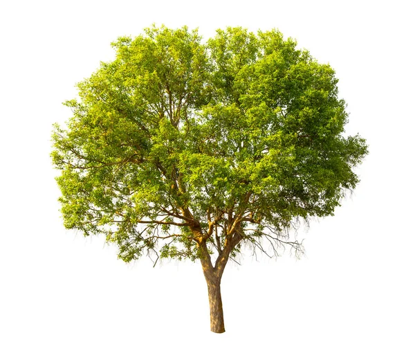 Zelený strom izolovaný na bílém pozadí. — Stock fotografie