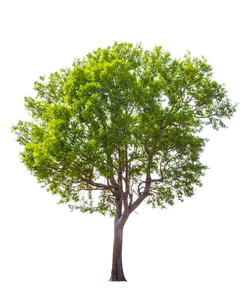 Πράσινο Δέντρο Απομονωμένο Λευκό Φόντο — Φωτογραφία Αρχείου