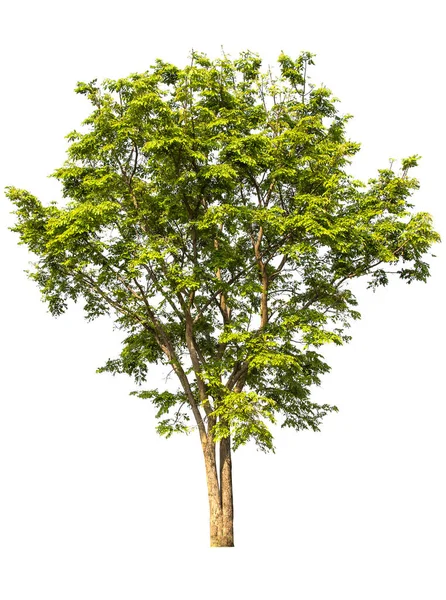 Grüner Baum Isoliert Auf Weißem Hintergrund — Stockfoto