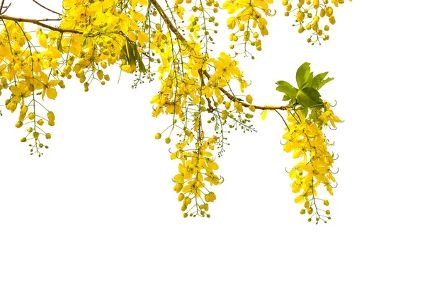 Gele bloem Frame op witte achtergrond. — Stockfoto