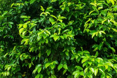 Güneş ışığı doku arka plan desenle yaprak yeşil.