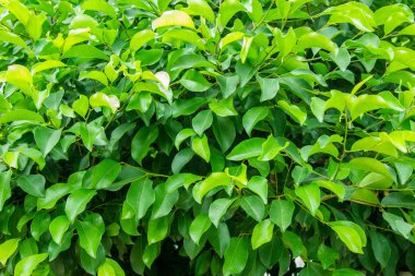 Güneş ışığı doku arka plan desenle yaprak yeşil.