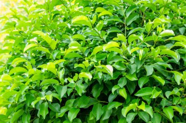 Güneş ışığı doku arka plan desenle yaprak yeşil.