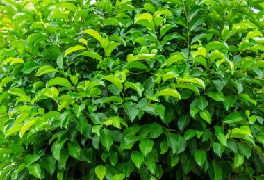 Güneş ışığı doku arka plan desenle yaprak yeşil.