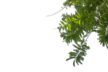 Yeşil yaprak desen yüzeyi izole beyaz arka plan ile