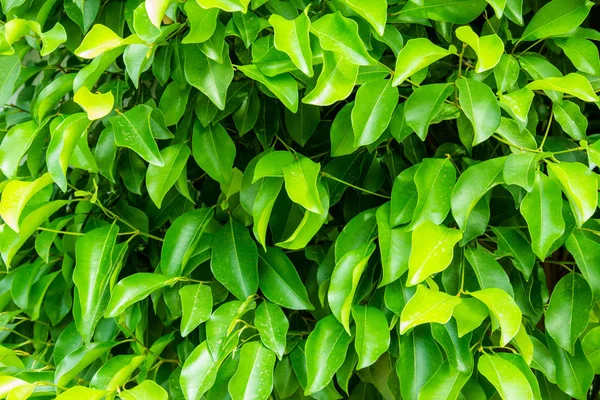 Patrón de hoja verde con fondo de textura de luz solar . — Foto de Stock