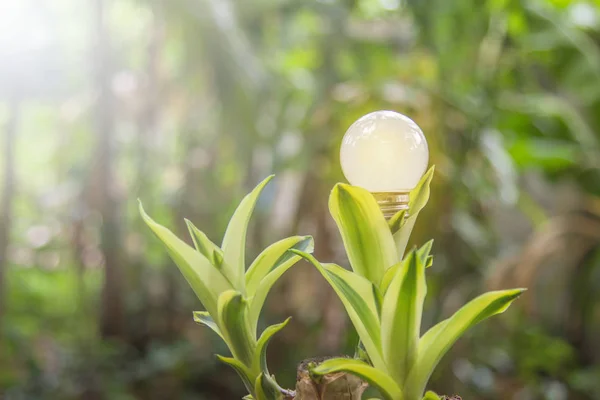 Ecología y ahorro de energía bombillas led con electricidad natural — Foto de Stock