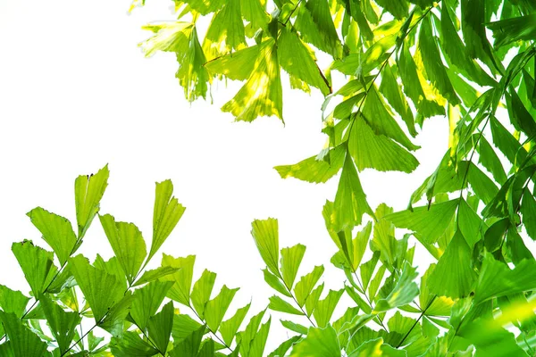 Візерунок зеленого листя на поверхні з ізольованим білим тлом — стокове фото