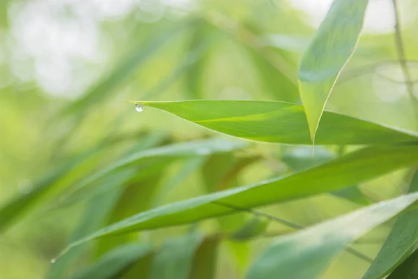 Agua pura de bambú para la salud sobre fondo borroso . — Foto de Stock