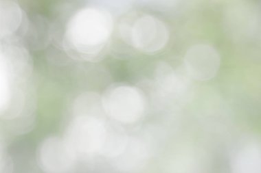 Doğal bahar, arka planda bulanık yeşil yapraklar bırakır. Soyut, yeşil, beyaz, yumuşak bir parti yaratın. Eski tarz, ılık, parıltılı ve sönük, sönük, dairesel, modern bir parti. Gri gümüş parlak kopyalama alanı