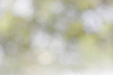 Doğal bahar, arka planda bulanık yeşil yapraklar bırakır. Soyut, yeşil, beyaz, yumuşak bir parti yaratın. Eski tarz, ılık, parıltılı ve sönük, sönük, dairesel, modern bir parti. Gri gümüş parlak kopyalama alanı