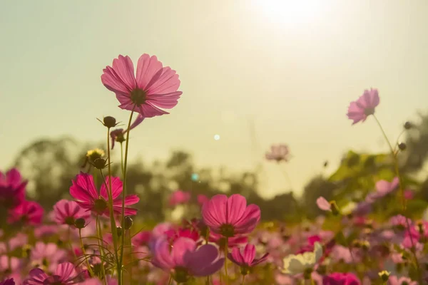 Beautiful Pink and White Cosmos flowers or daisy under sunlight in garden with blue sky background in Vintage color tone style or pastel retro, selective focus. Daisy under sunlight morning. — Stock Photo, Image