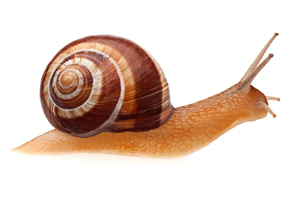 Çalışan bir salyangoz 