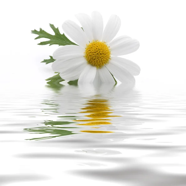 Daisy ile birlikte su yansıması