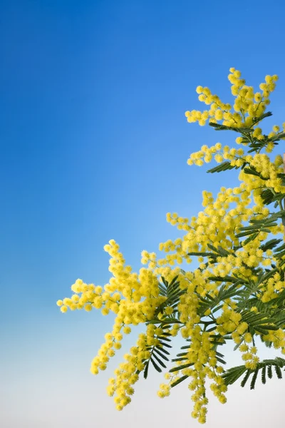 Mimoza çiçeği mavi zemin üzerine 