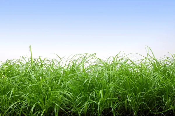 mavi arka plan ile taze yeşil çimen