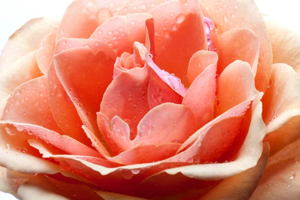 Çiğ damlaları ile bir pembe Gül