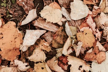 sonbahar yaprakları arka plan