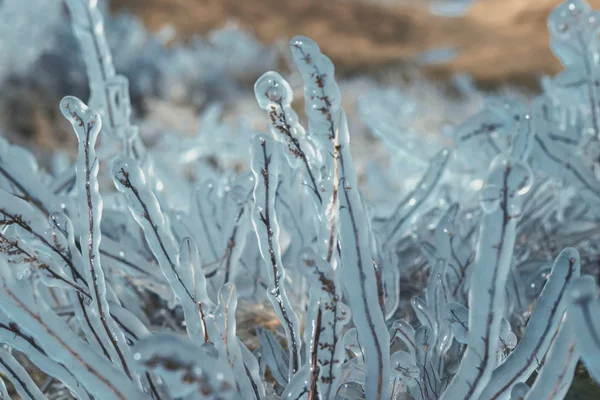 Hierba bajo el hielo - lluvia helada —  Fotos de Stock