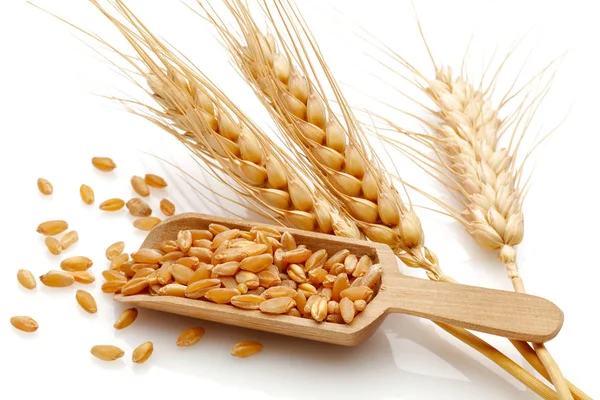 Cabezas de semillas de trigo —  Fotos de Stock