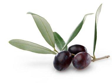 Siyah Zeytin yeşil yaprakları ile