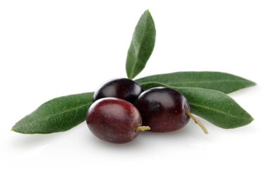 Siyah Zeytin yeşil yaprakları ile