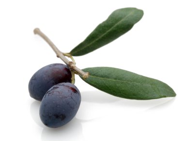Siyah Zeytin yeşil yaprakları ile