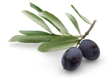 Siyah Zeytin yeşil yaprakları ile