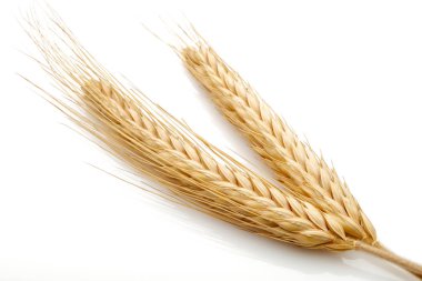 Buğday tohumu başkanları