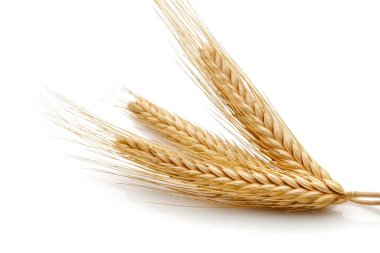 Buğday tohumu başkanları