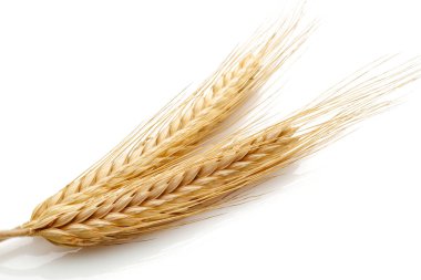 Buğday tohumu başkanları