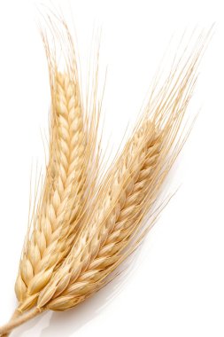 Wheat seed heads clipart