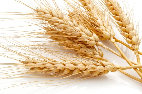 Cabezas de semillas de trigo — Foto de Stock