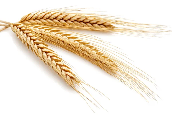 Têtes de graines de blé — Photo