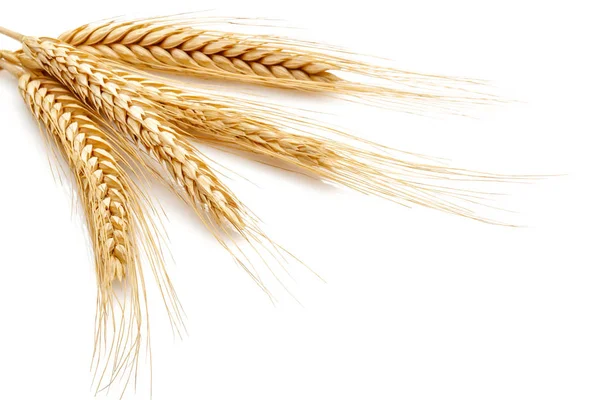 小麦种子元首 — 图库照片
