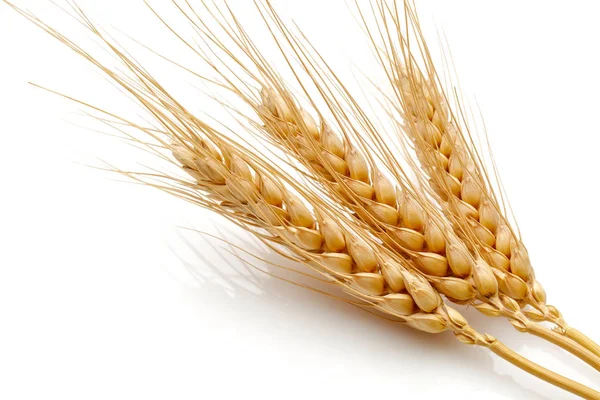 小麦種子の頭 ロイヤリティフリーのストック写真
