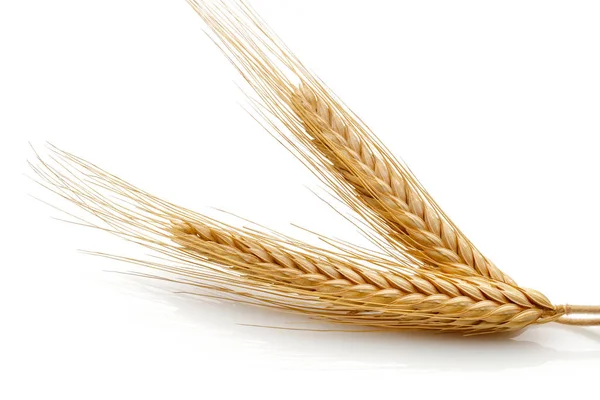Wheat seed heads Stock Image