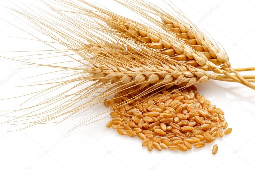 Wheat seed heads