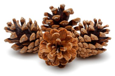 Beyaz arkaplanda çam kozalağı izole.