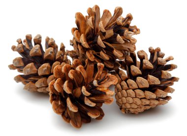 Beyaz arkaplanda çam kozalağı izole.