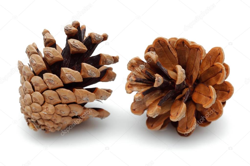 Pine cone isolated on white background.