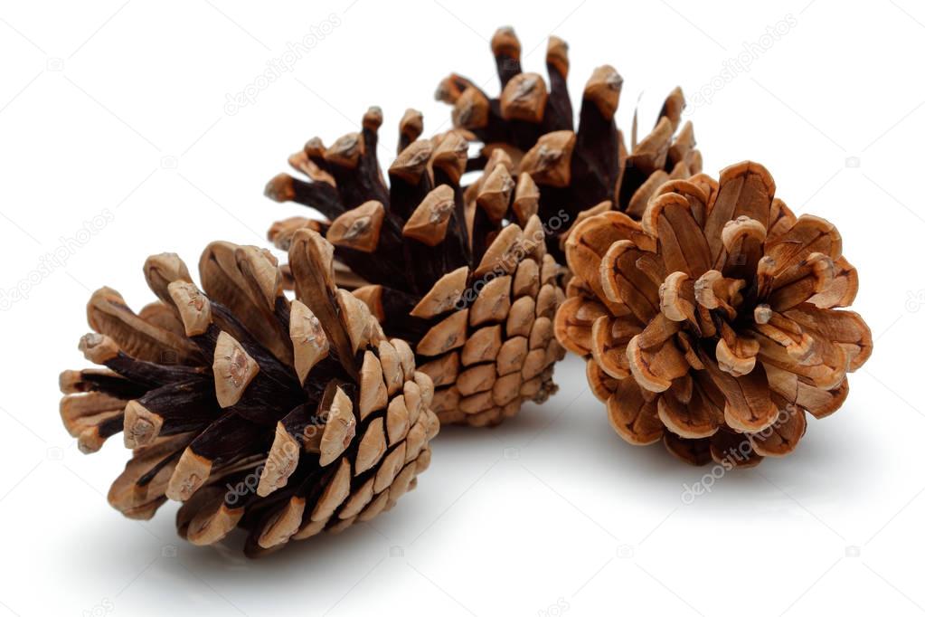 Pine cone isolated on white background.