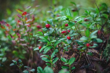 Bir ormandaki İsveç kirazı
