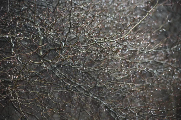 Branches in rain drops