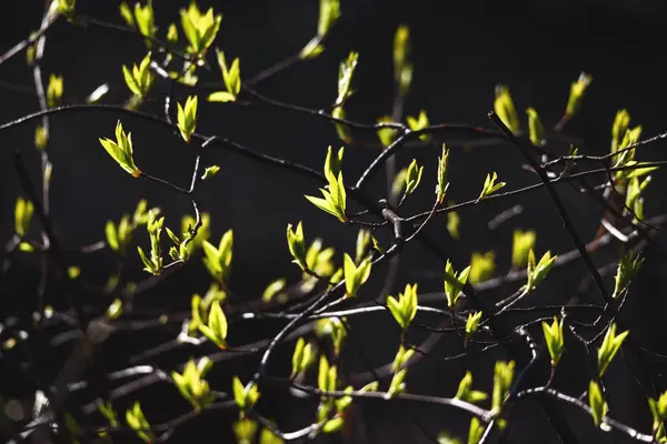 Blossoming leaves in spring — Stock Photo, Image