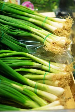 taze yeşil yeşil soğan soğan