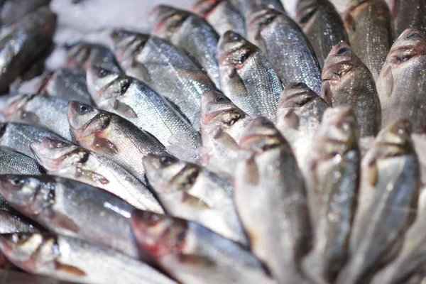 魚介類の市場で氷の上 — ストック写真