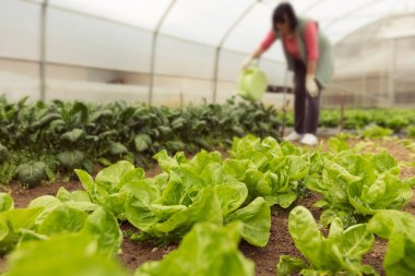Genç kadın sulama yeşil salata