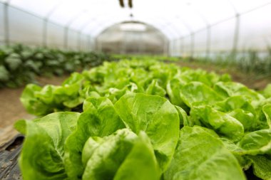 seralarda organik salata kültürü